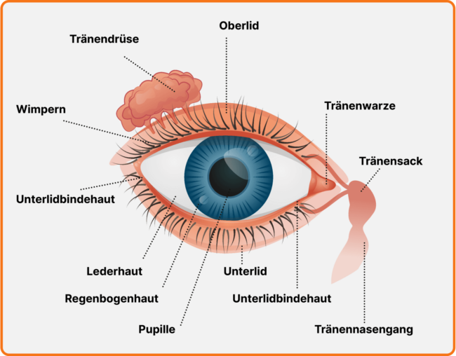 Anatomie des Auges