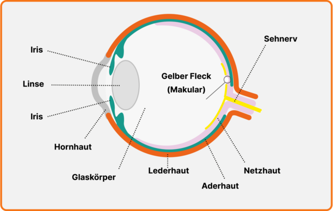 Anatomie des Augapfels